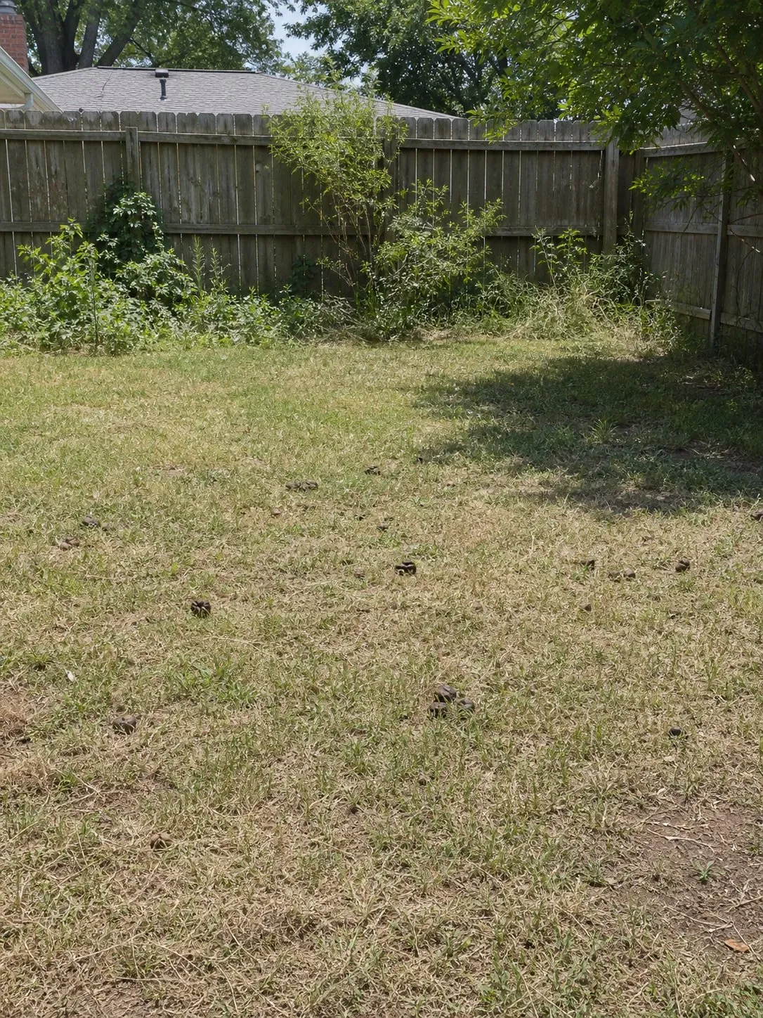 Backyard before cleanup